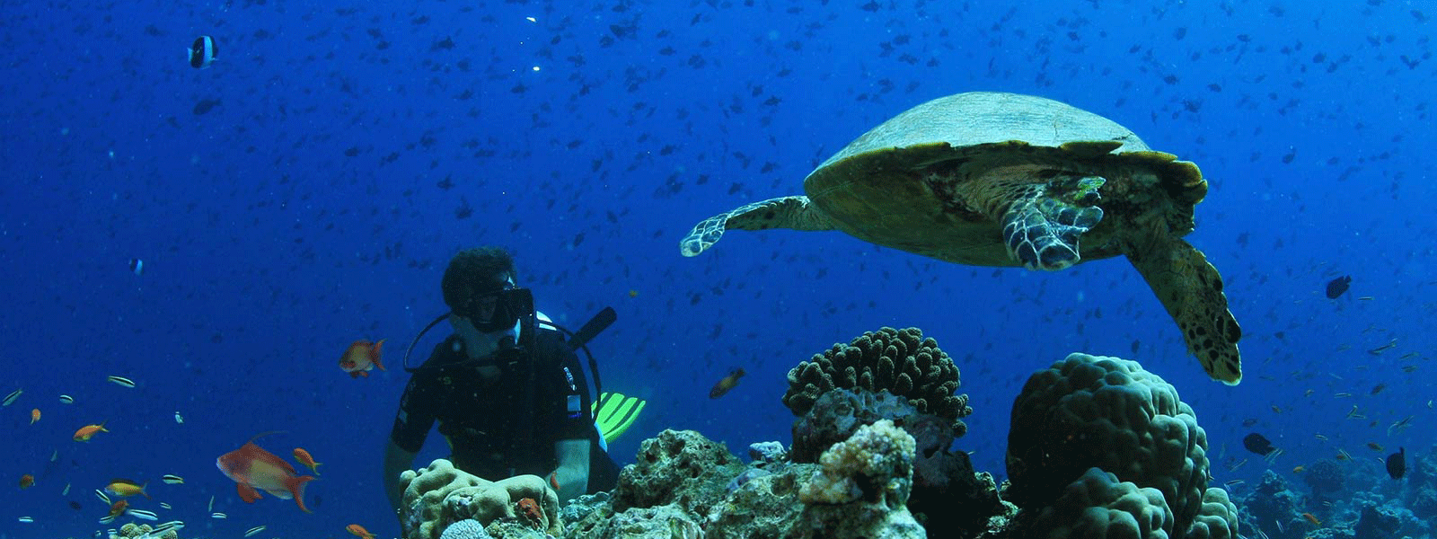 Maldives scuba diving