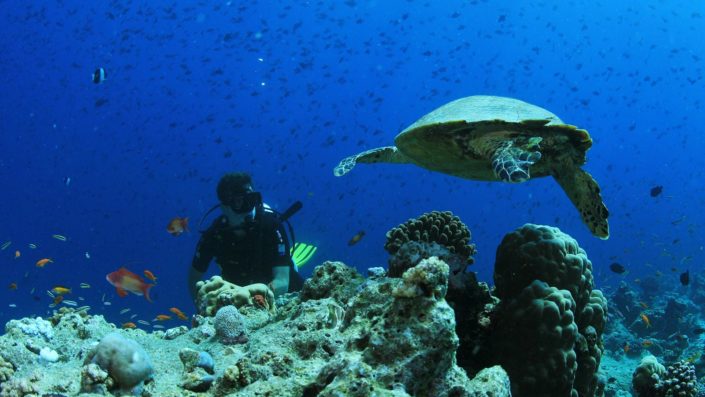 Scuba diving Maldives Turtle
