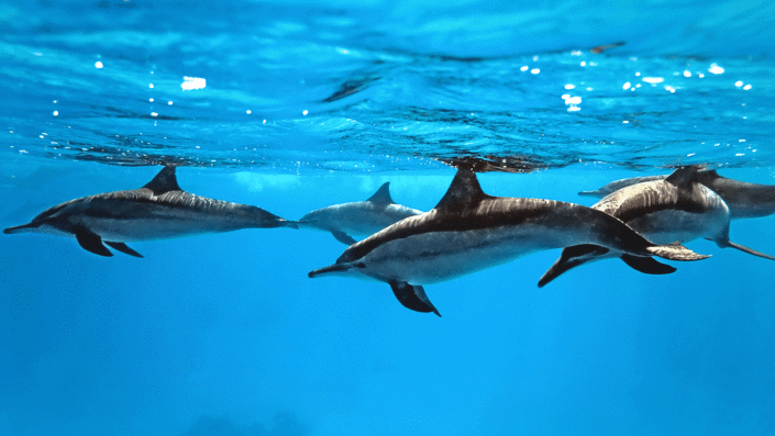 Dolphins Maldives