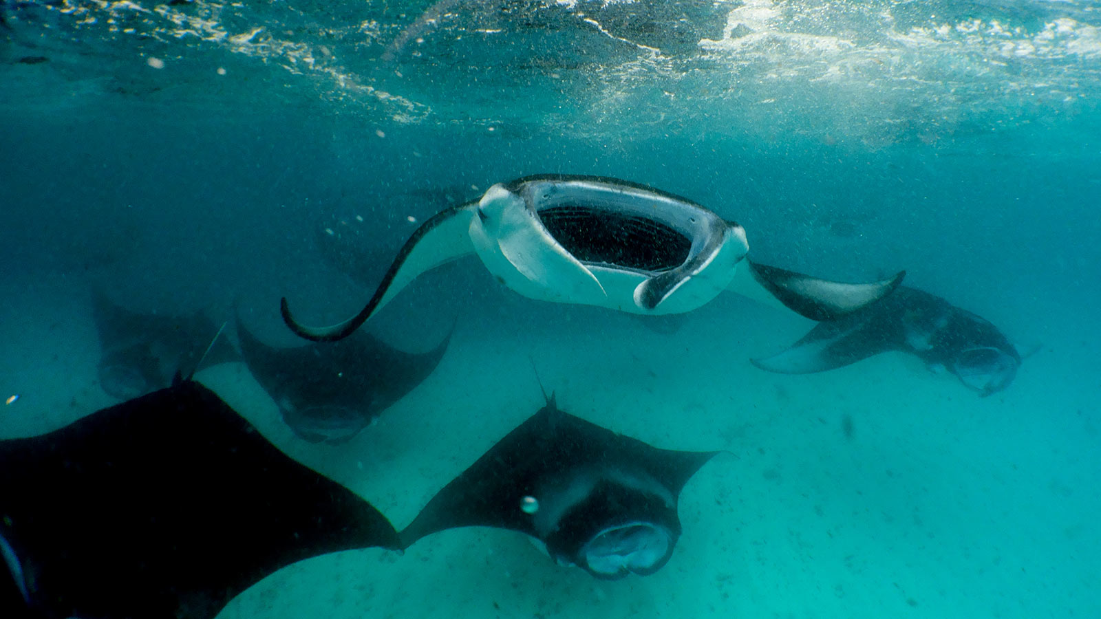 Hanifaru Bay Manta Snorkelling Maldives