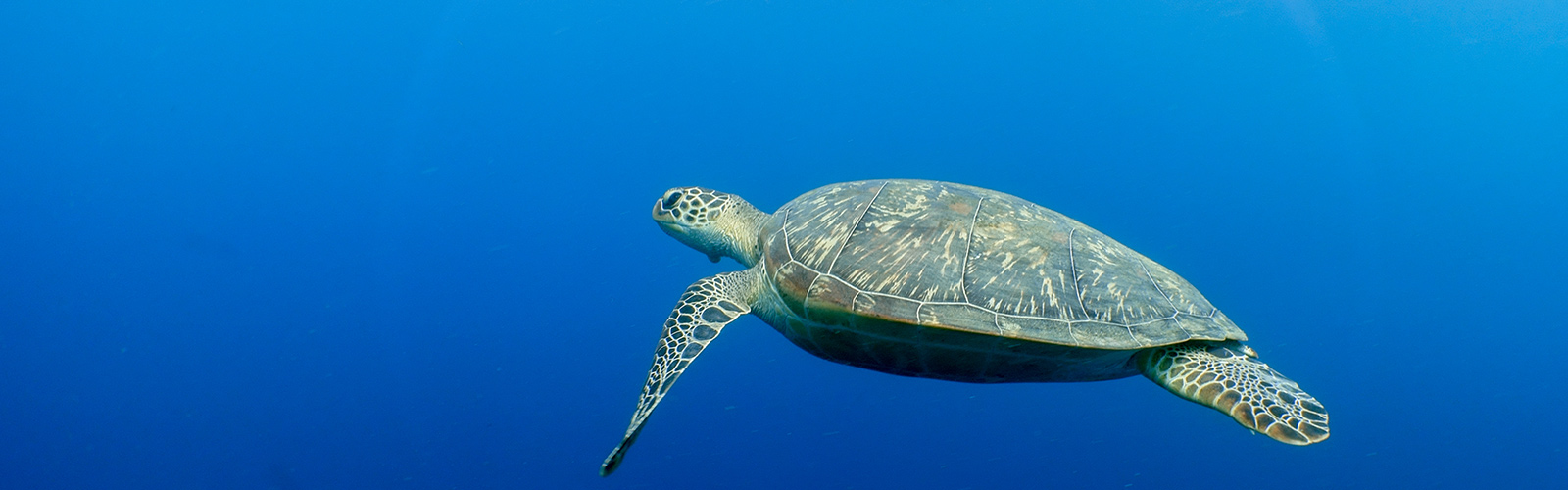 Maldives turtle