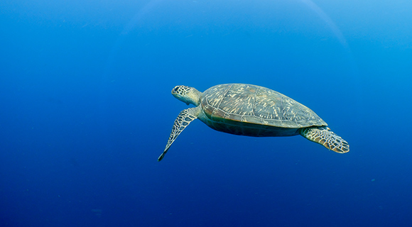 Finolhu Maldives - Marine Biology - Snorkel Tour - Turtle Safari