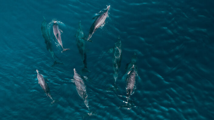 Dolphins_Aerial_03