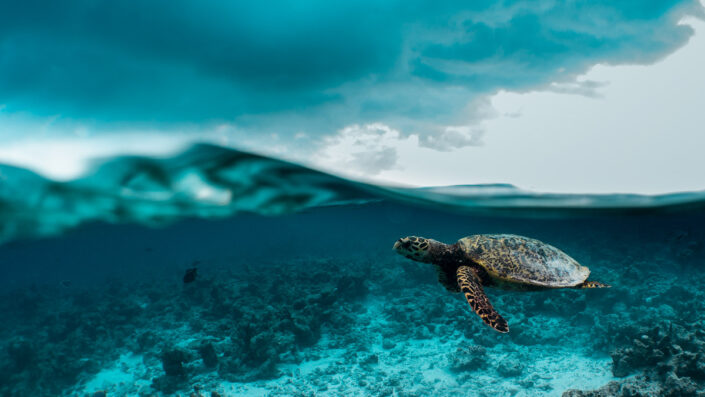 Hawksbill_Turtle_Splitshot_01
