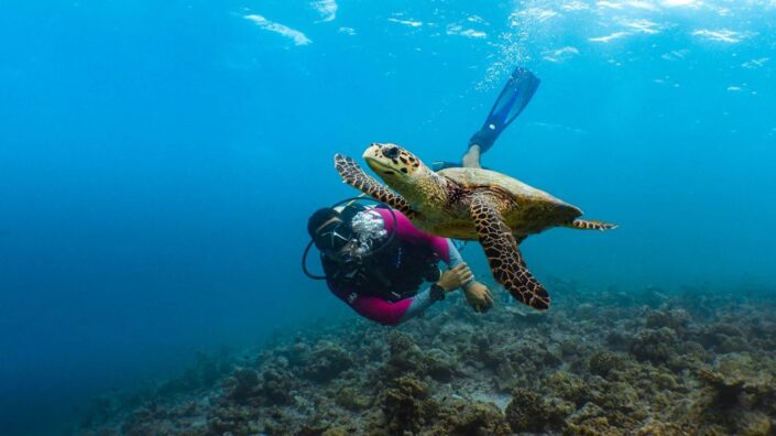 turtle_psd_16_9-1030×579